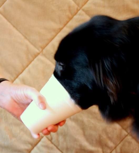 Dog ate styrofoam clearance cup